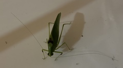 Anaulacomerina