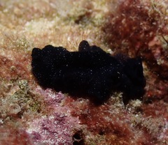 Pseudobiceros stellae