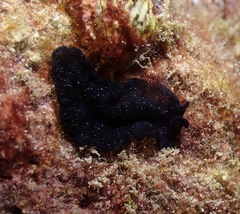Pseudobiceros stellae