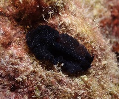 Pseudobiceros stellae