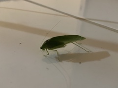Anaulacomerina