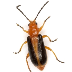 Phyllobrotica limbata