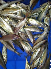 Trachurus mediterraneus