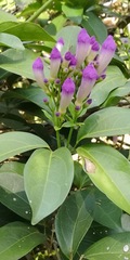 Mansoa alliacea