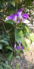 Mansoa alliacea