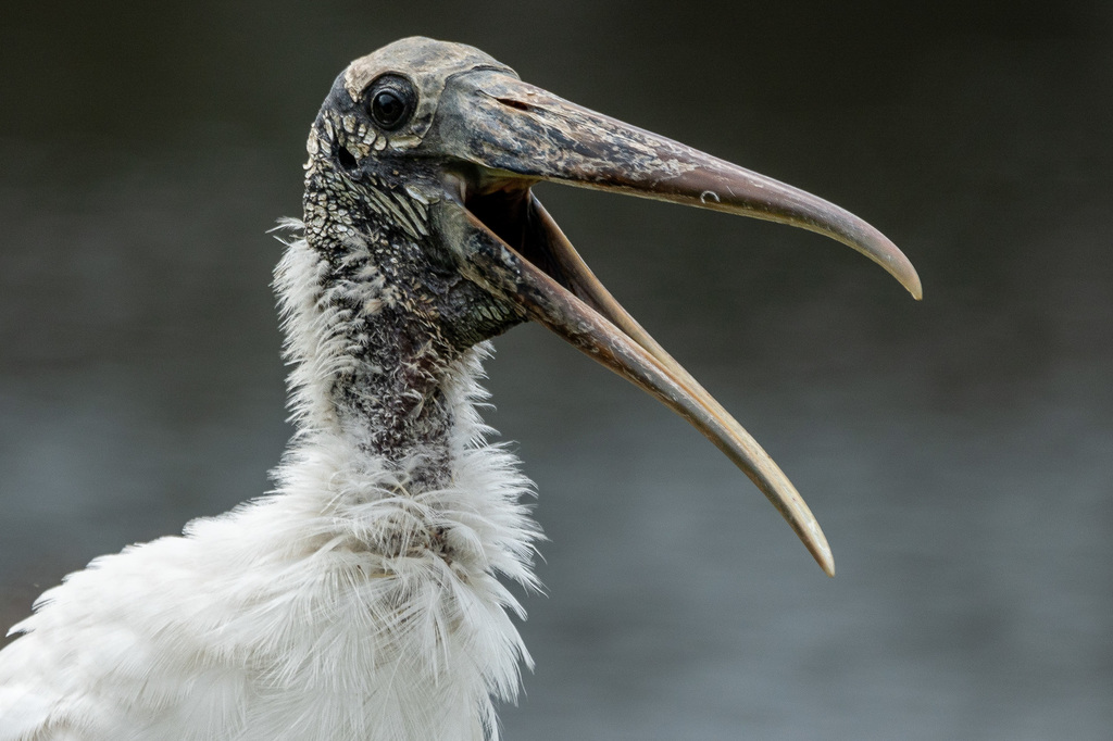 Mycteria Storks