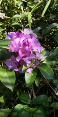 Mansoa alliacea