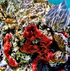 Amphimedon compressa