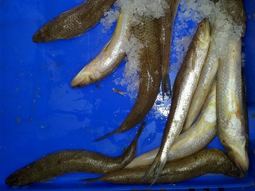 Lizardfish