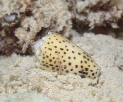 Conus pulicarius