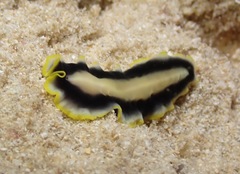 Pseudoceros paralaticlavus