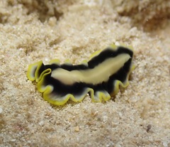 Pseudoceros paralaticlavus