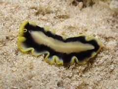 Pseudoceros paralaticlavus