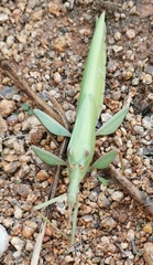 Tropidoderus rhodomus