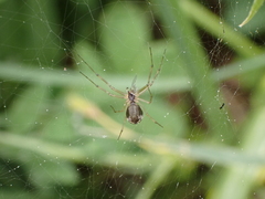 Microlinyphia johnsoni