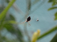 Microlinyphia johnsoni