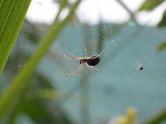 Microlinyphia johnsoni