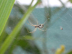 Microlinyphia johnsoni