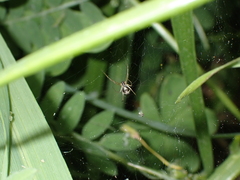 Microlinyphia johnsoni