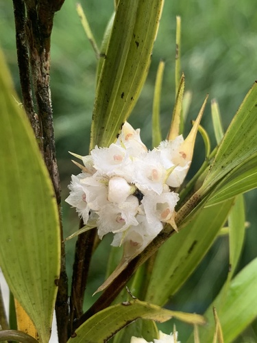 Elleanthus