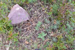 Teucrium pseudochamaepitys