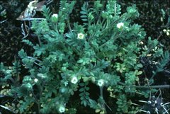 Polemonium micranthum