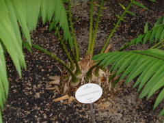 Encephalartos