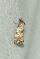 Neocochylis hybridella
