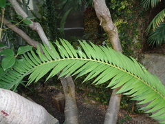 Encephalartos