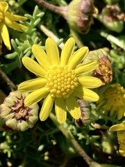 Blennosperma
