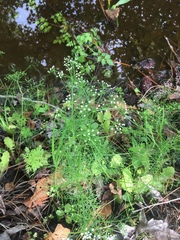 Ptilimnium capillaceum