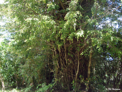 Saxegothaea conspicua