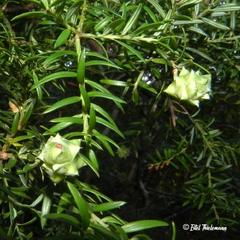 Saxegothaea conspicua