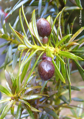 Saxegothaea conspicua