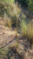 Eryngium stenophyllum