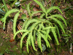 Sticherus squamulosus