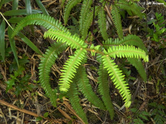 Sticherus squamulosus