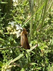 Ancyloxypha melanoneura