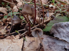 Mycena silvae-nigrae