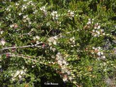 Metrosideros stipularis