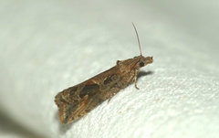 Endothenia ericetana