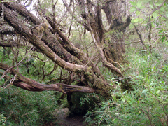 Metrosideros stipularis