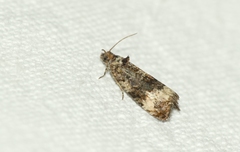 Endothenia marginana