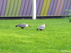 Theristicus melanopis