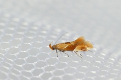 Epicallima formosella