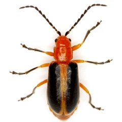 Phyllobrotica physostegiae