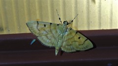 Orthospila orissusalis