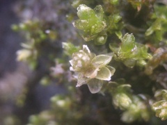 Bryum barnesii