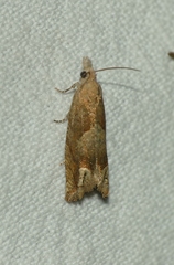 Eucosma conterminana