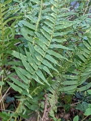 Polypodium